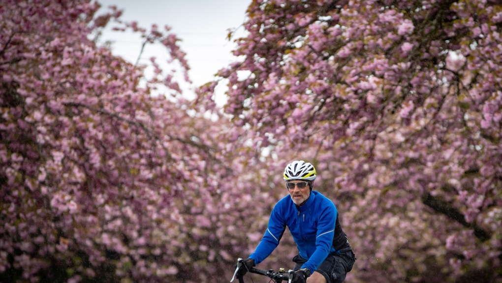 A cyclist rides past cherry blossoms in Vancouver, on Sunday, April 25, 2021. THE CANADIAN PRESS/Darryl Dyck