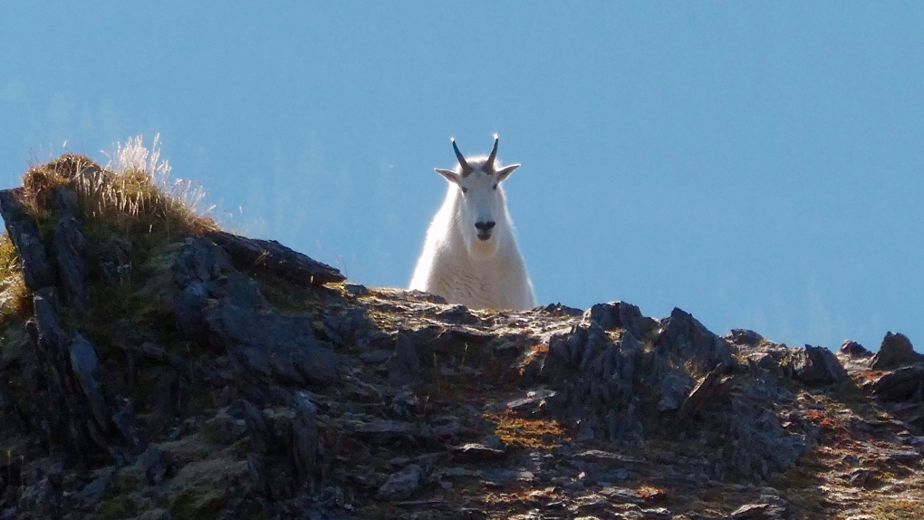 A mountain goat peers out from the rocks in the mountains around Juneau, Alaska, on Sunday, Sept. 2, 2018. According to the Alaska Department of Fish and Game, mountain goats in the state are found in coastal areas in southeastern and south-central Alaska. (AP Photo/Becky Bohrer)