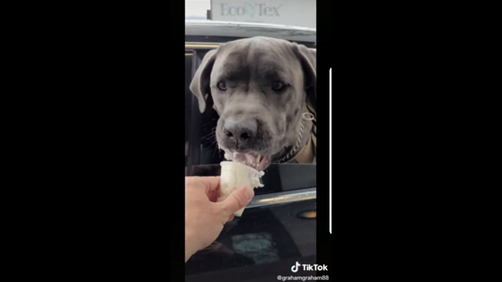 Large Dog Climbs Into  Delivery Van in Viral TikTok