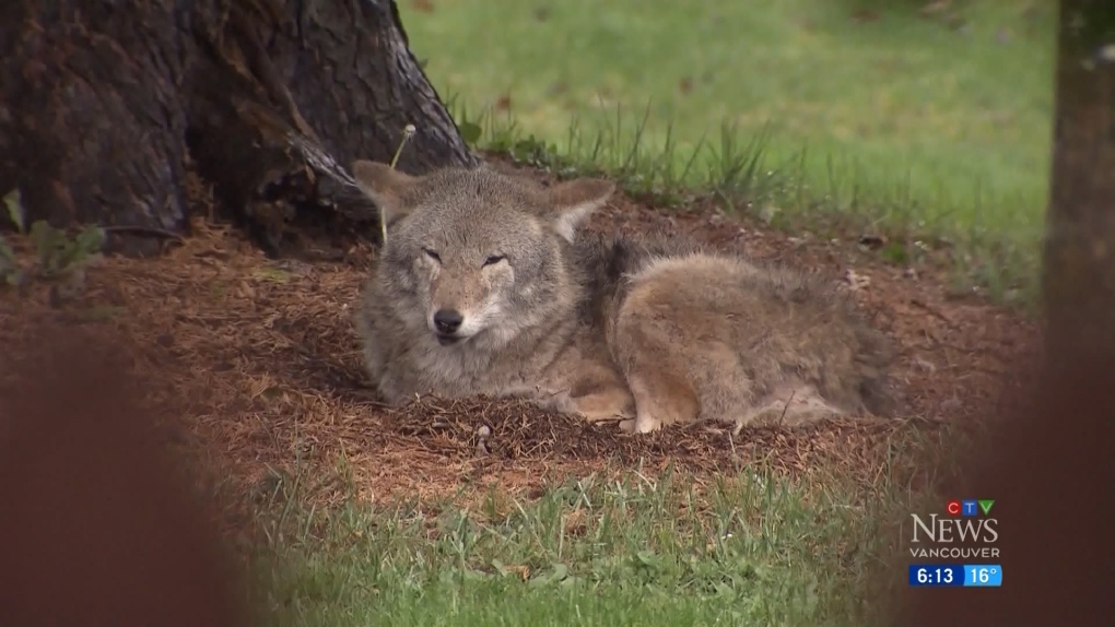 The BCCOS put traps in Stanley Park to catch coyotes - Vancouver