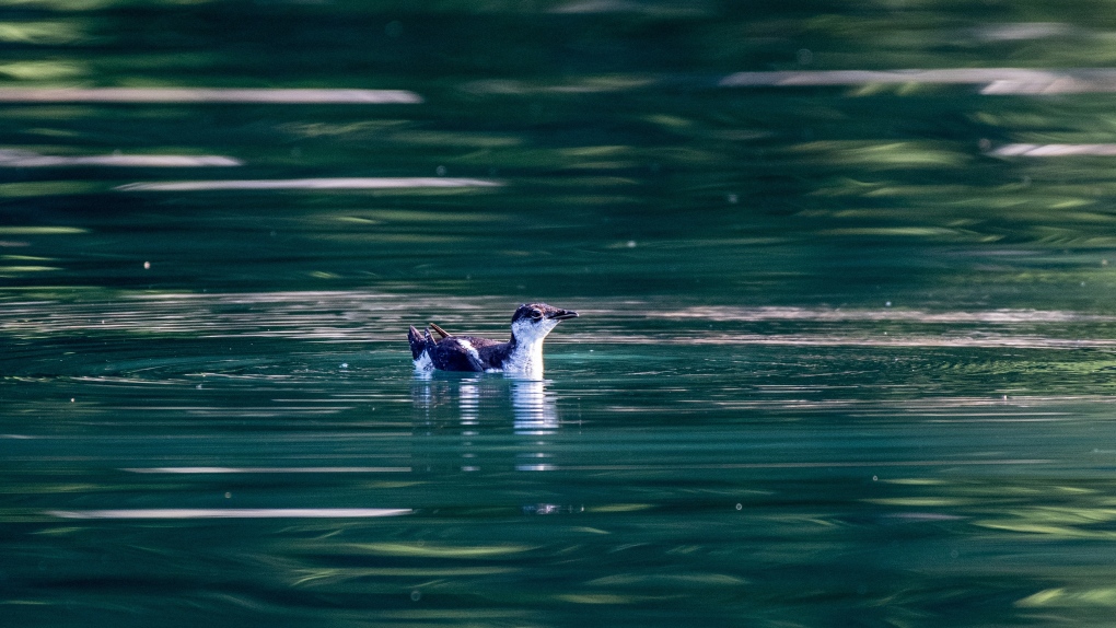 A marbled murrelet is seen in an image from Shutterstock.com.