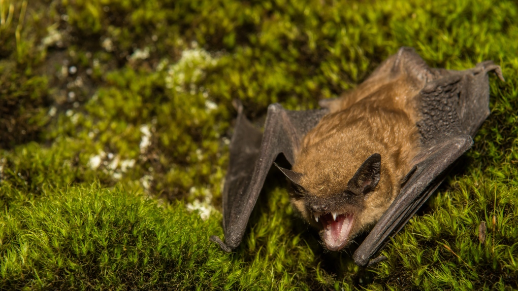 A big brown bat is seen in an image from Shutterstock.com. 