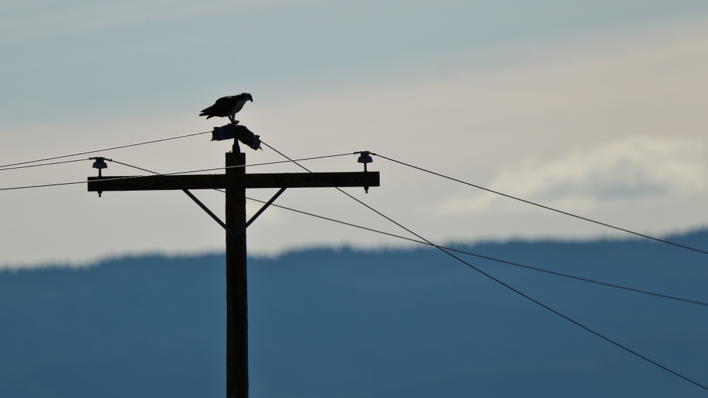 An osprey perches on a hydro pole in this photo from Shutterstock.com.