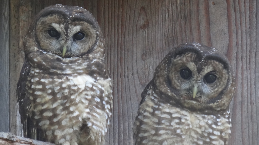 Judge questions delay in protection for endangered B.C. owl | CTV News