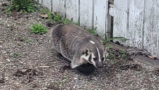 In this photo, taken by Brodie Dranchuk and submitted to Castanet, a badger is shown in a residential area of a city in B.C.'s Okanagan region. 