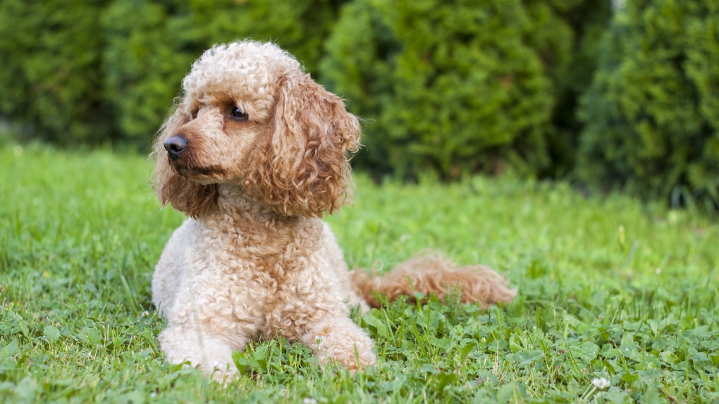 This photo from Shutterstock shows a poodle lying in the grass. It is not an image of the poodle from this story. 