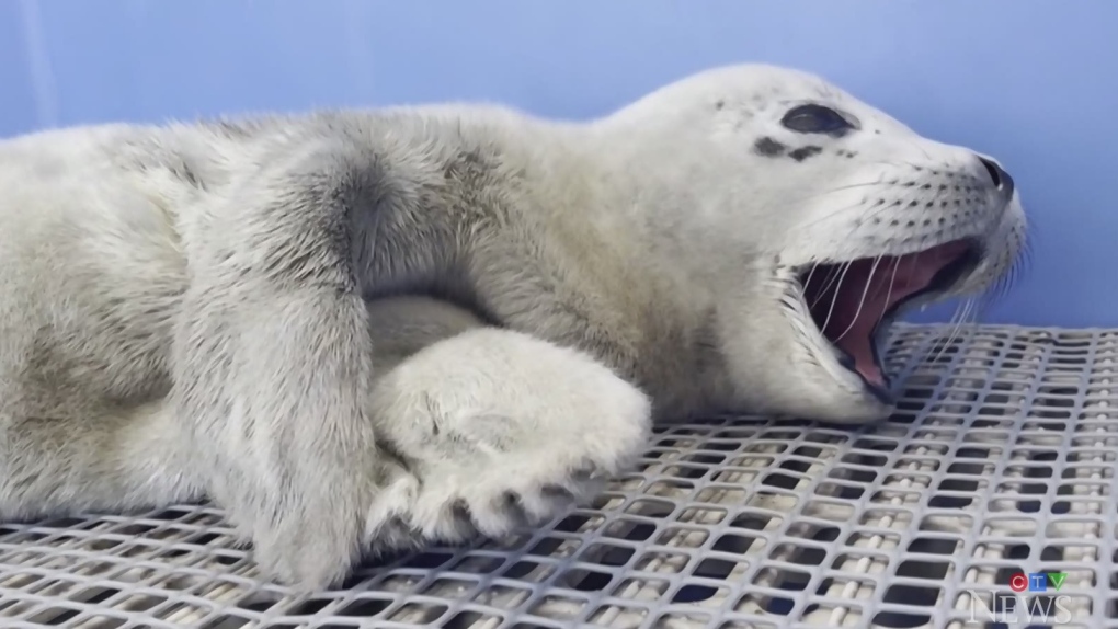 Timbit The Seal Pup Rescued Off B C Coast