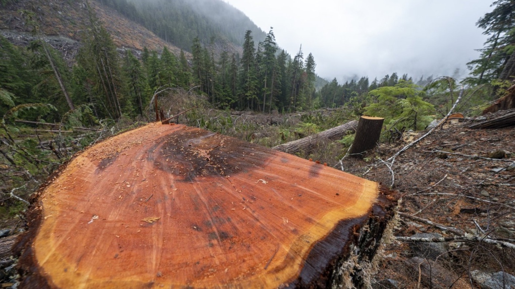 A fresh cut stump is pictured in a cut block in the Fairy Creek logging area near Port Renfrew, B.C., on Tuesday, Oct. 5, 2021. THE CANADIAN PRESS/Jonathan Hayward
