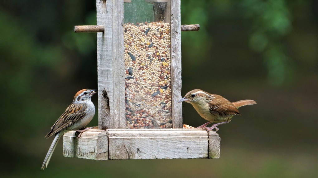 A bird feeder is seen in this undated image. (Shutterstock)