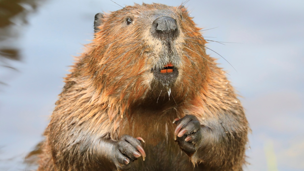 Beaver causes power and Internet outages