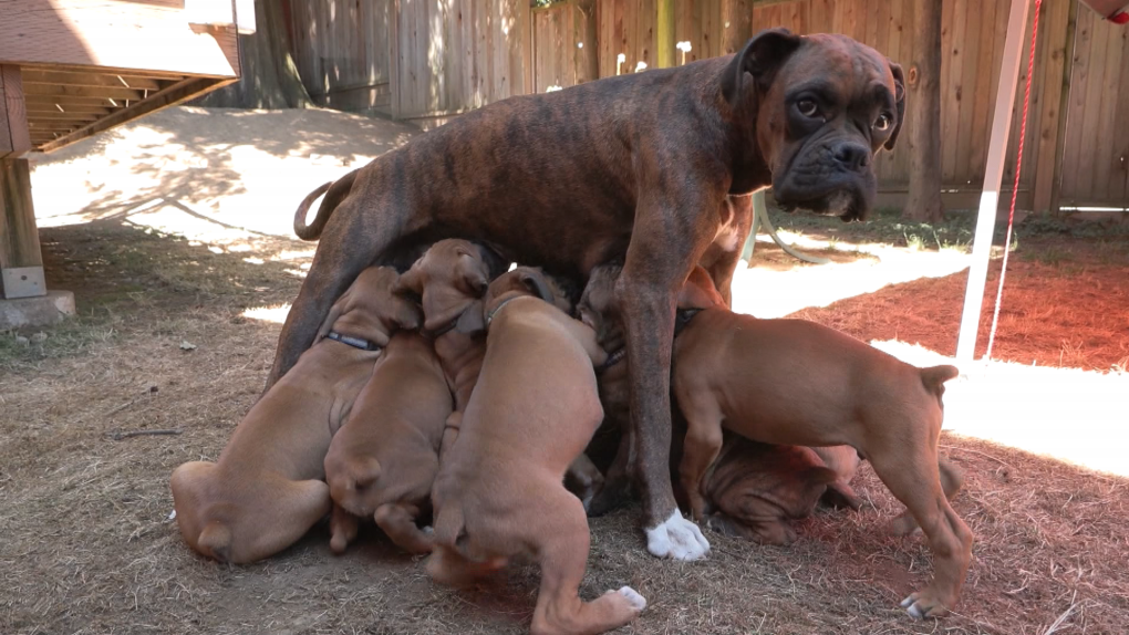 dog giving birth to puppies
