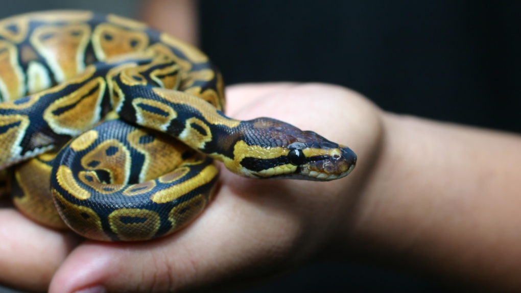 . news: Teacher brings python to middle school | CTV News