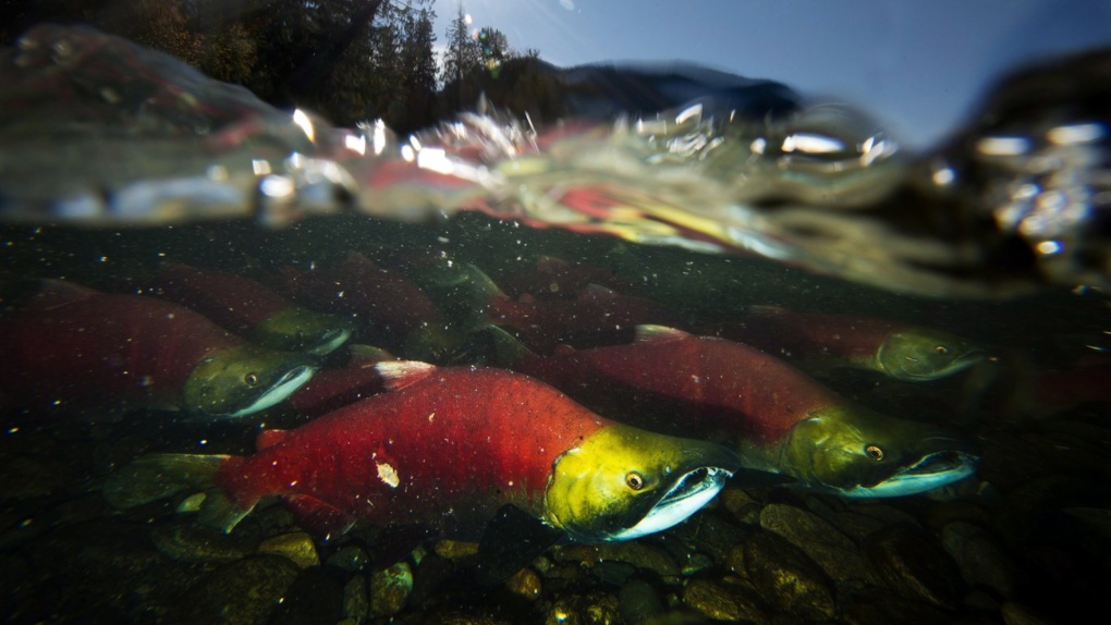 Spawning sockeye salmon are seen making their way up the Adams River in Roderick Haig-Brown Provincial Park near Chase, B.C. on Oct. 14, 2014. Optimism over an expected bumper season for wild British Columbia sockeye salmon has turned to distress, after a regulatory body's estimate of returns to the Fraser River dropped by nearly half this week. THE CANADIAN PRESS/Jonathan Hayward