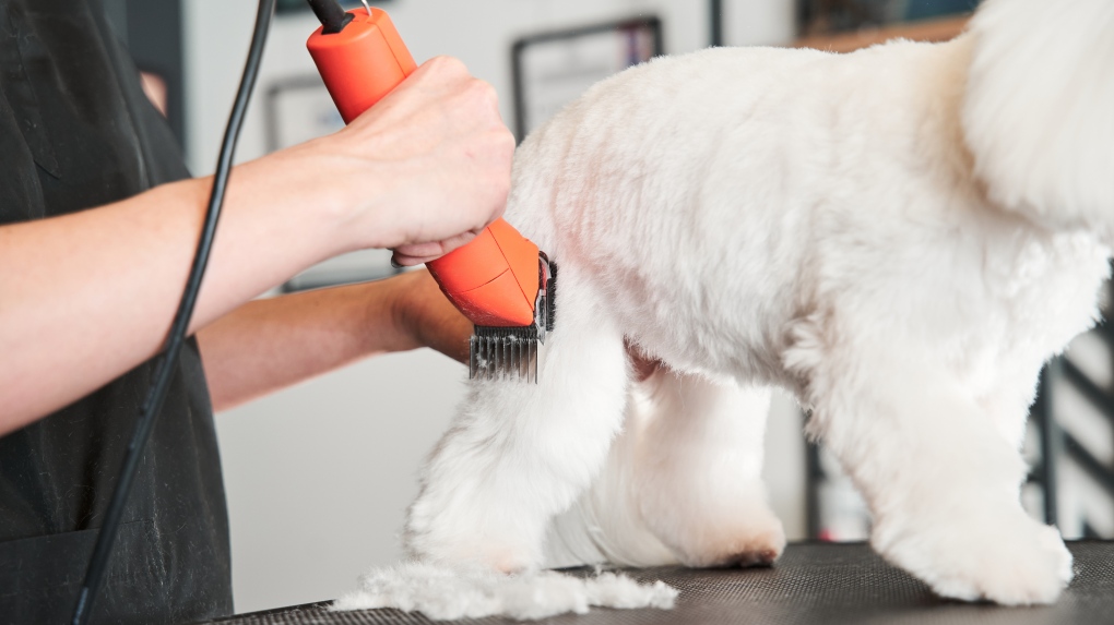 A dog is being groomed in this undated stock image. (Shutterstock)