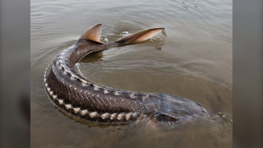 Nechako River sturgeon are dying; scientists don't know why