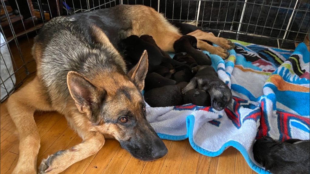 Reen. a German Shepherd, gave birth to nine puppies in the back of a pick-up truck in B.C. on Labour Day. (Photo submitted by Rachel Brennan) 