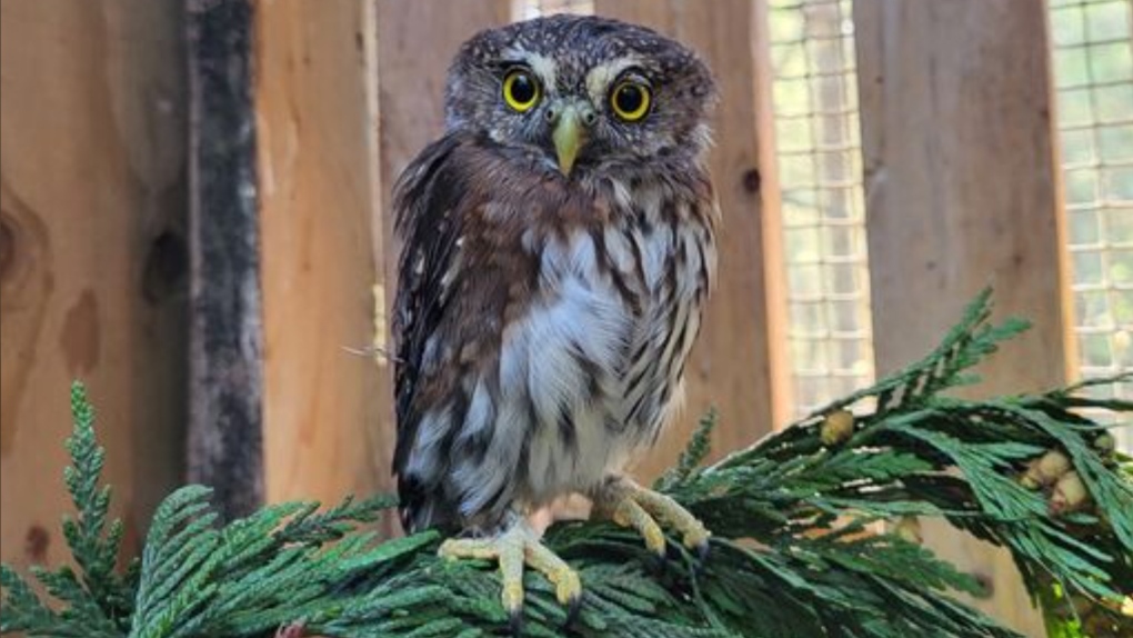 This photo posted to Facebook by the BC SPCA's Wild Animal Rehabilitation Centre shows a pygmy owl that is in the organization's care. 