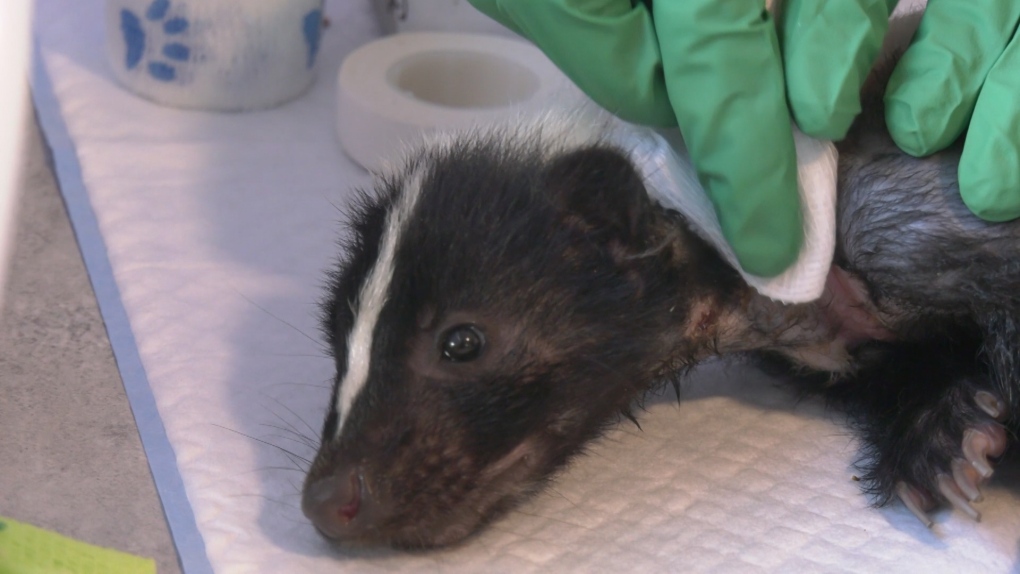 North Van neighbours rescue skunk stuck in plastic | CTV News
