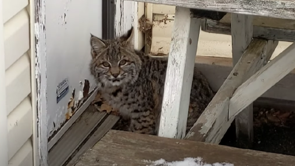 . wildlife: Young bobcat caught on camera | CTV News