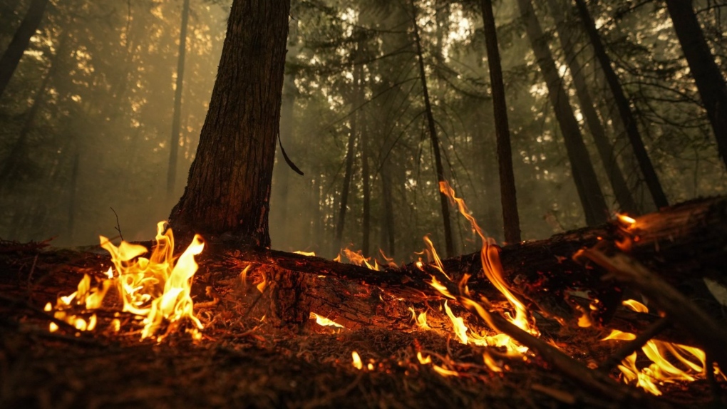 A hot spot from the Lower East Adams Lake wildfire burns in Scotch Creek, B.C., on Sunday, Aug. 20, 2023. The B.C. Forest Appeals Commission says that in 2019, a man who lit a large debris pile on fire that eventually caused a wildfire should pay the provincial government nearly $450,000 for firefighting costs and lost timber resources. THE CANADIAN PRESS/Darryl Dyck