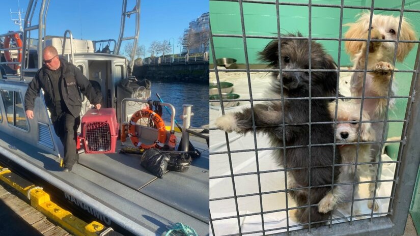 The BC SPCA says the seized animals were rescued by boat, and include 37 small-breed dogs, two Bernedoodles and five cats. (BC SPCA)