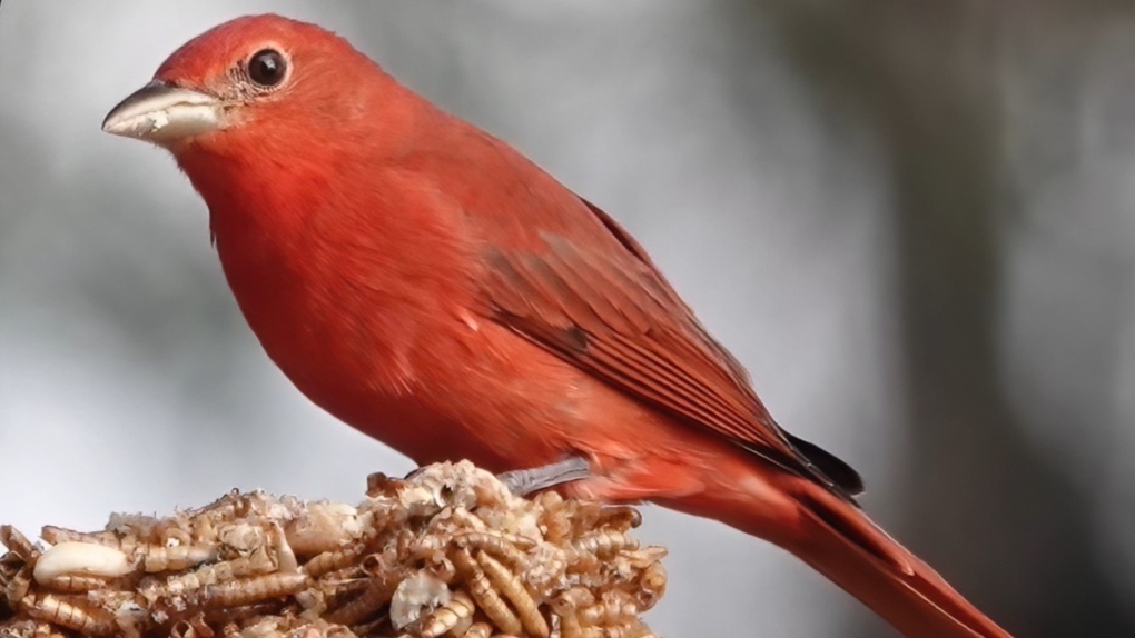 Bird enthusiasts look for rare red bird in Christmas count - Victoria Times  Colonist