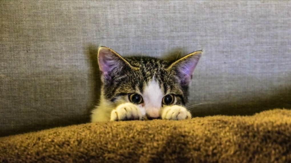 A cat is shown in this file photo (Image credit: Pexels)