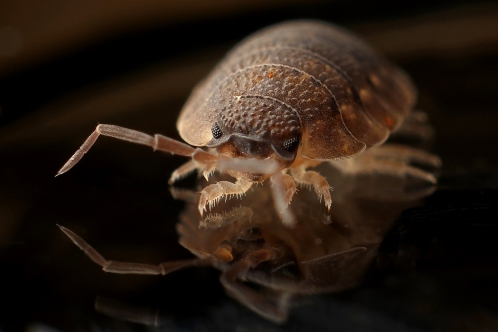 A bed bug is seen in this file photo. (Pexels)