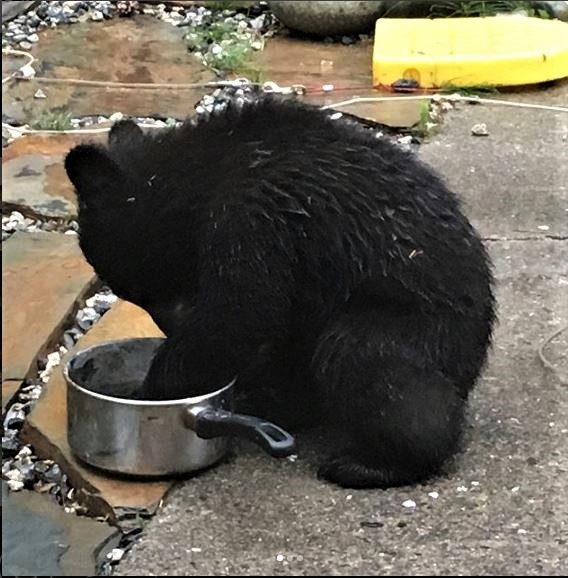 https://bc.ctvnews.ca/content/dam/ctvnews/en/images/2023/4/20/black-bear-eating-1-6364345-1682036961667.jpg
