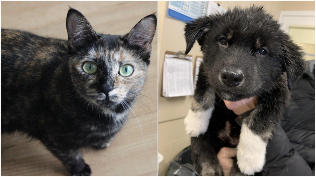 BC SPCA offering half price adoptions for National Adopt A Shelter