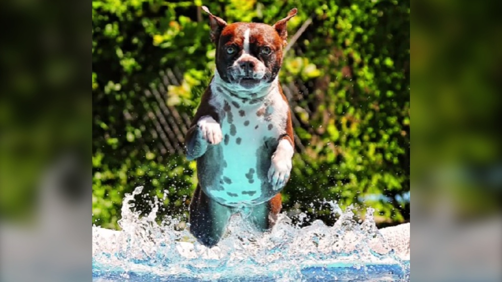 Thor, a Boston terrier from Vernon, B.C., that's gained global notoriety for his love of swimming, is pictures taking a leap into his personal outdoor pool. (Photo: Lisa Mazurek)