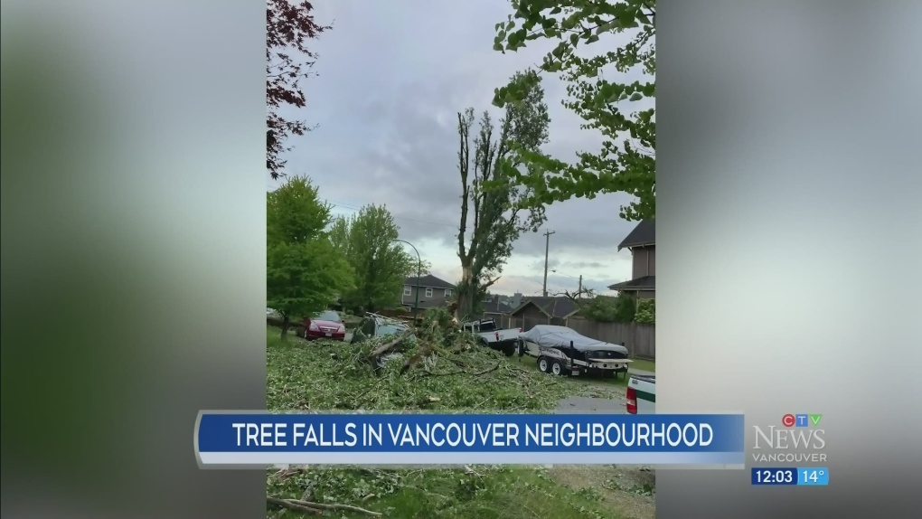 Tree Falls During Vancouver Windstorm