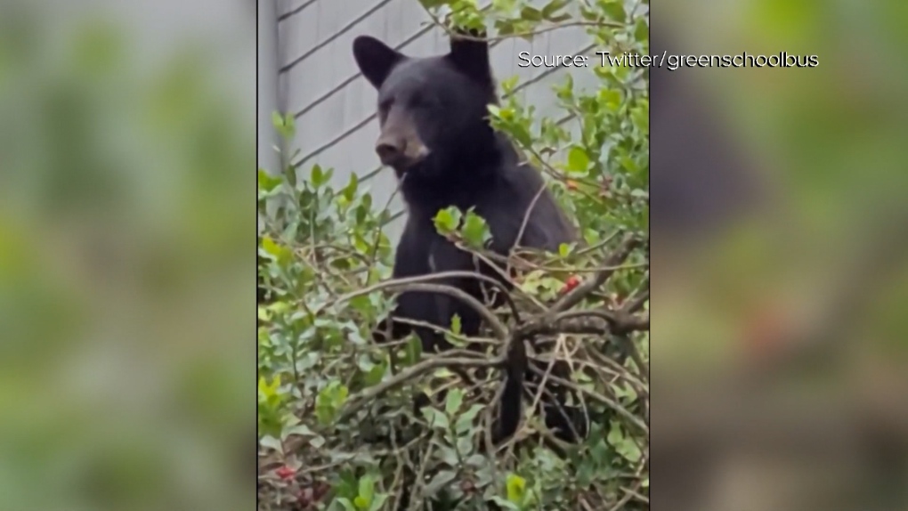 Vancouver news: Black bear spotted near Commercial Drive