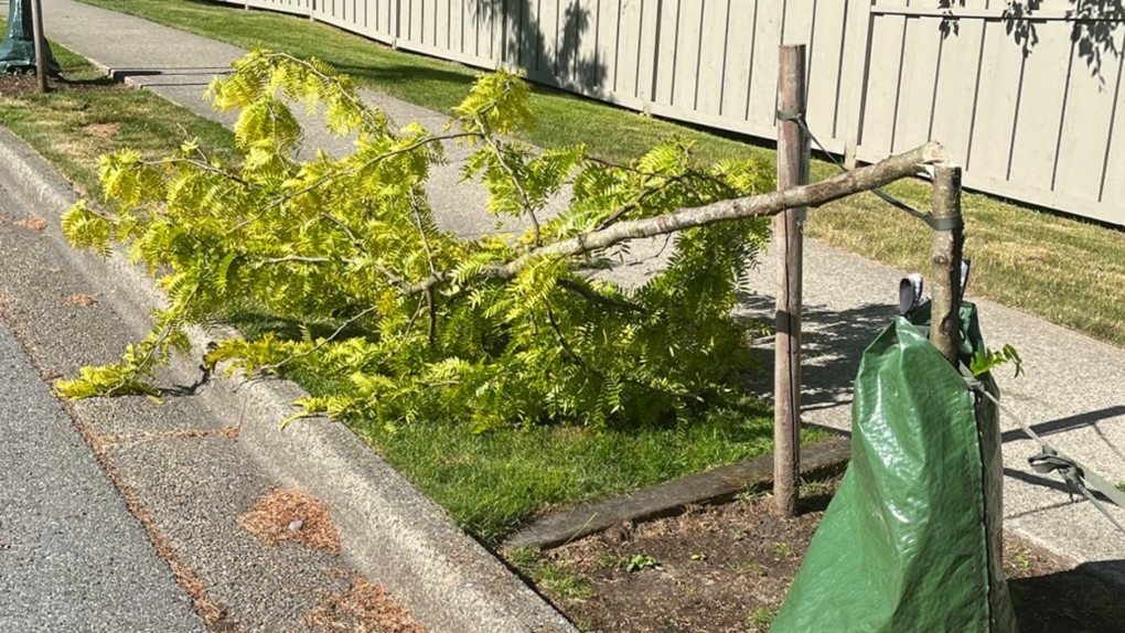 The City of Coquitlam shared this photo on Twitter, saying it shows one of more than 20 trees vandalized over a single weekend. 