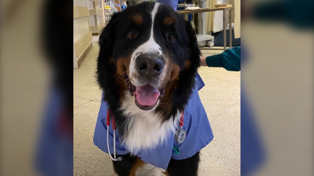 Hospital mourns death of beloved therapy dog