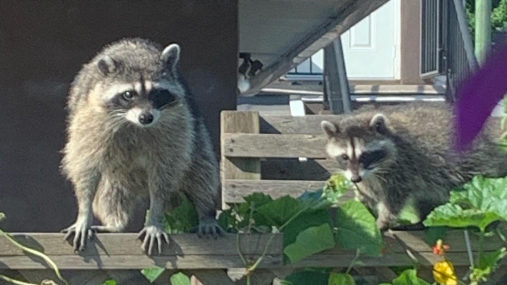 This photo shows two raccoons in a backyard. Credit: UBC/Hannah Griebling. 