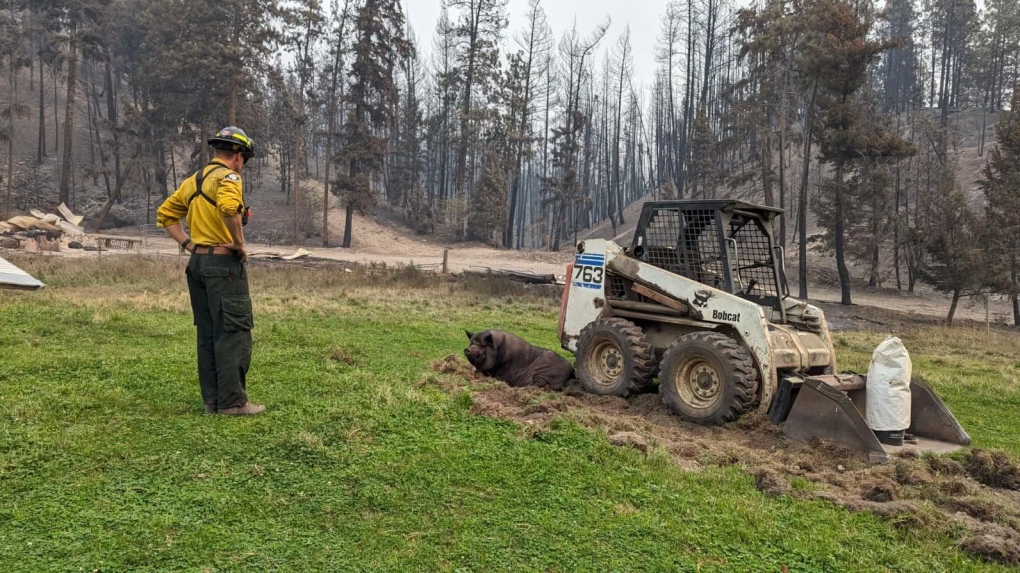 Pig Survives B.C. Wildfire