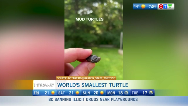 World's Smallest Turtle! 