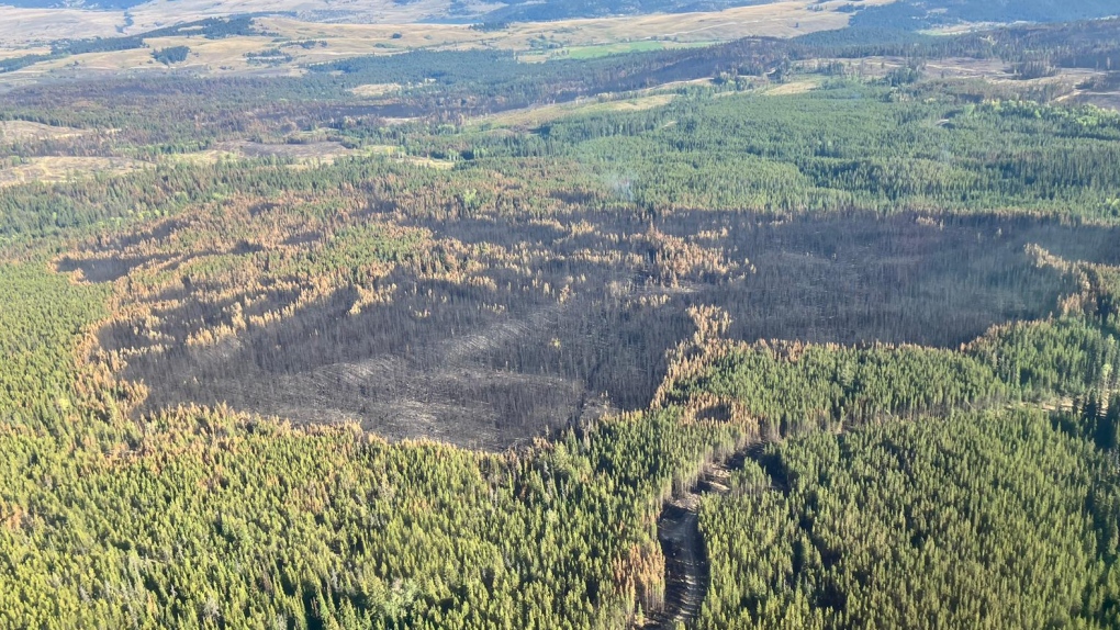 Trees burned by the Rossmoore Lake wildfire are seen in this handout image from BC Wildfire Service. 