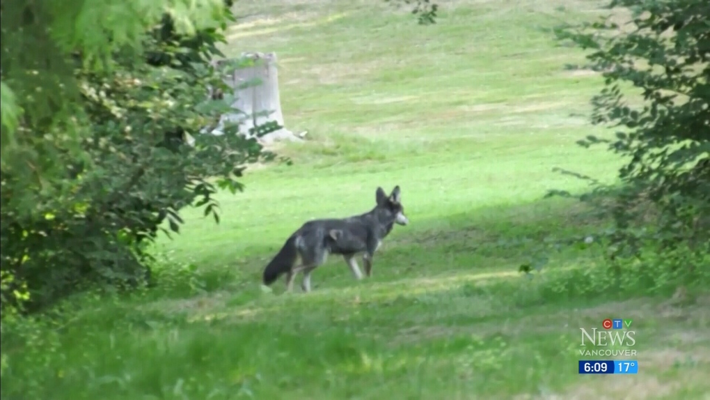 More Coyote Attacks In Mission, B.C.