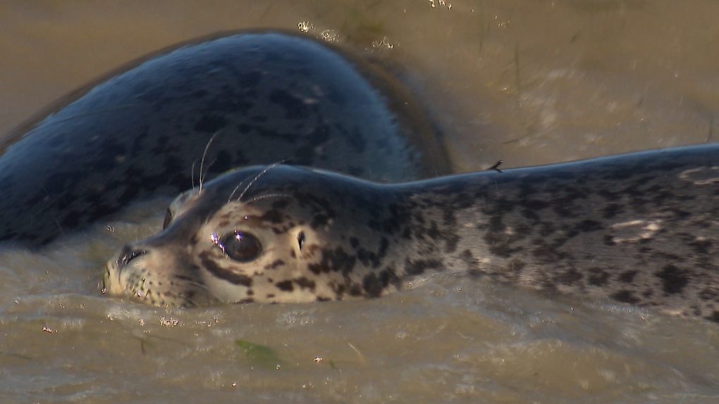 With 50-plus ringed seal sightings, Unalaskans start tracking the