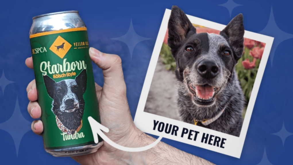 A star is brewed: BC SPCA launches beer-based fundraiser