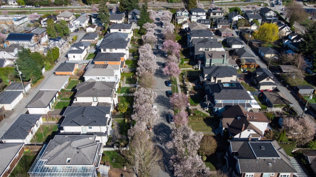 Cherry blossom trees line a residential street in Vancouver, on Tuesday, April 4, 2023. THE CANADIAN PRESS/Darryl Dyck