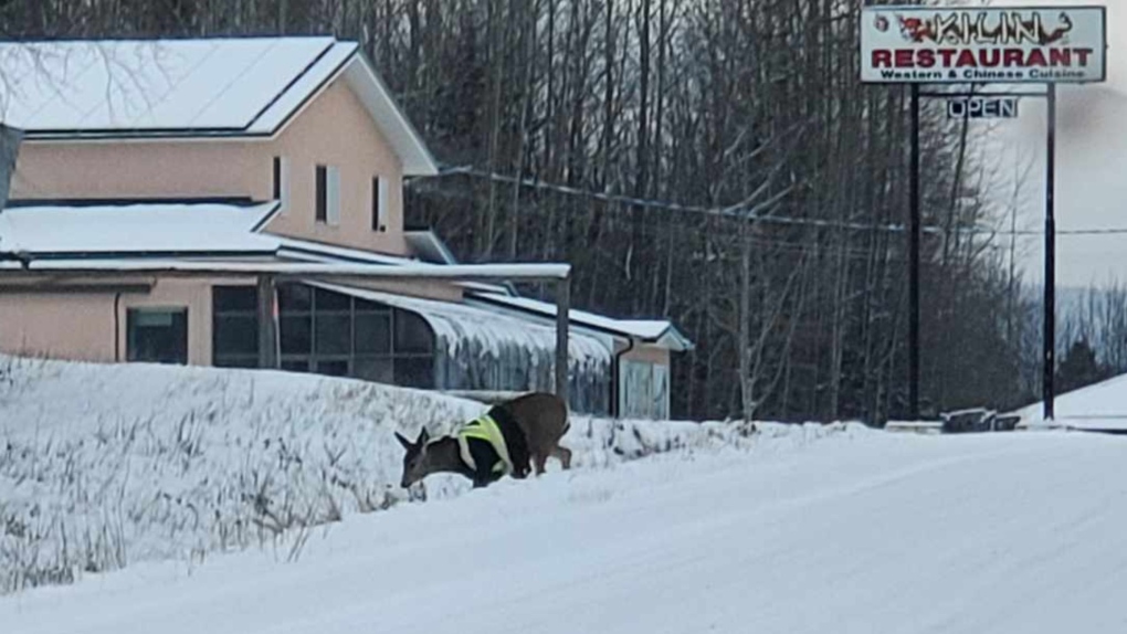 Photo submitted by Andrea Arnold, a reporter with the Rocky Mountain Goat newspaper. 