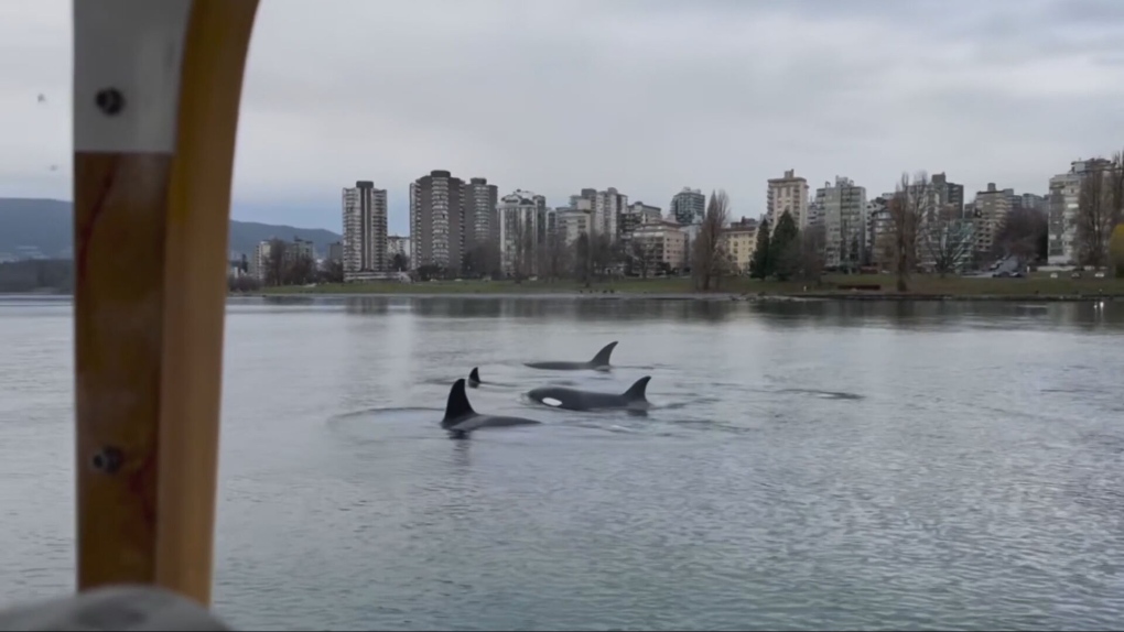 Orcas near downtown Vancouver