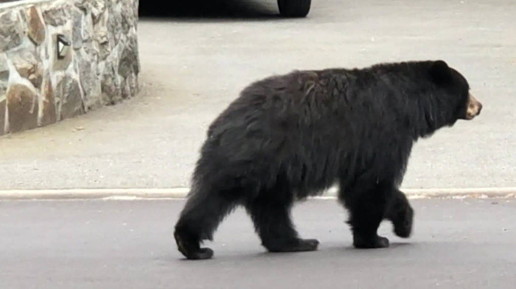 Black bears killed by B.C. conservation reaches record in 2023