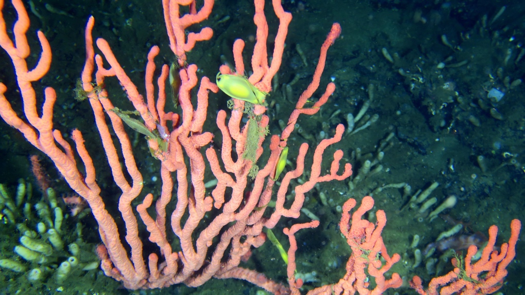 Coral Reef Conservation: A Treasure Worth Saving