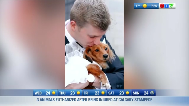 Morning Smile: Dog Surprises Groom