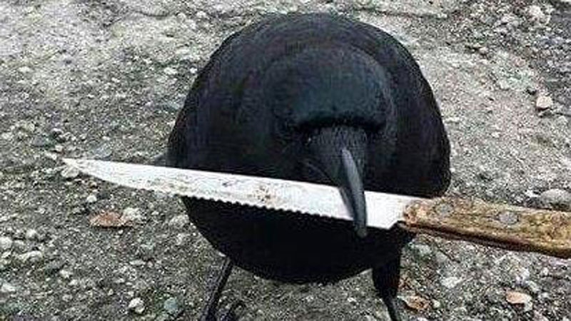 Canuck the crow