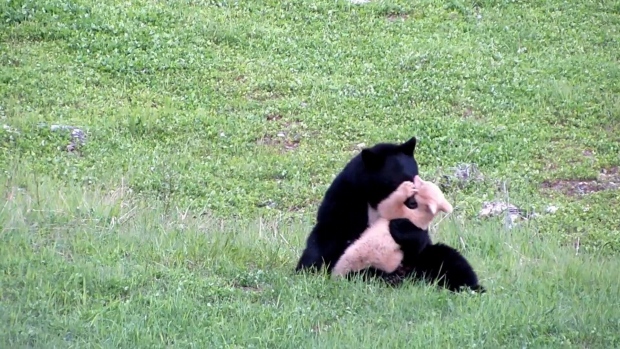 Bears wrestling